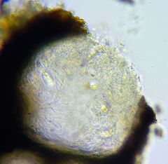 Anisomeridium biforme