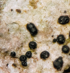 Anisomeridium biforme