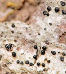 Anisomeridium biforme