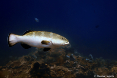 Plectropomus areolatus