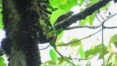 Anabacerthia striaticollis