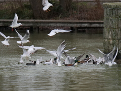 Chroicocephalus ridibundus