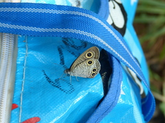 Ypthima multistriata