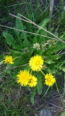 Taraxacum officinale