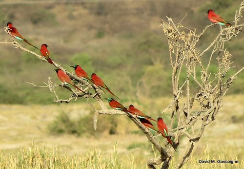 Northern Carmine Bee-eater