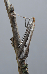 Euclasta splendidalis