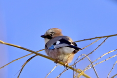 Garrulus glandarius