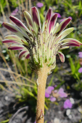 Gerbera tomentosa