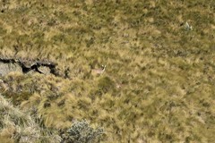 Odocoileus virginianus ustus