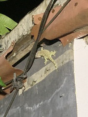 Gekko gecko