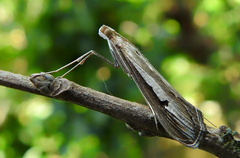 Euclasta splendidalis