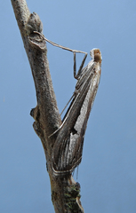 Euclasta splendidalis