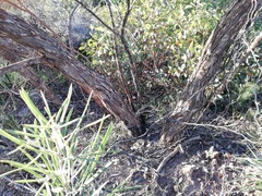 Eucalyptus adesmophloia