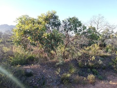 Eucalyptus adesmophloia