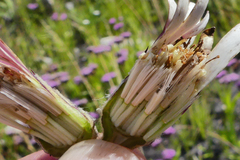 Gerbera tomentosa