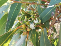 Eucalyptus adesmophloia