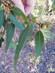 Eucalyptus adesmophloia