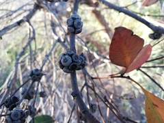 Eucalyptus adesmophloia