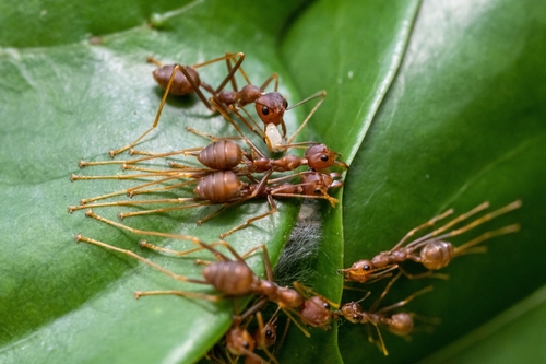 https://inaturalist-open-data.s3.amazonaws.com/photos/175159959/medium.jpeg