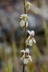 Streptanthus glandulosus secundus
