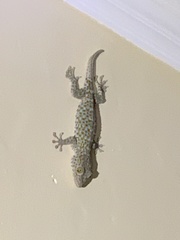 Gekko gecko