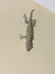 Gekko gecko