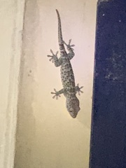 Gekko gecko