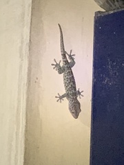 Gekko gecko