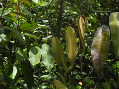 Diospyros guianensis