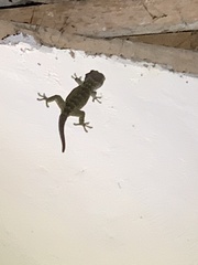 Gekko gecko