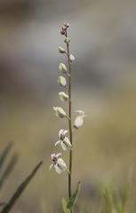 Streptanthus glandulosus secundus