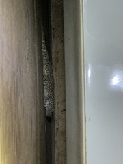 Gekko gecko
