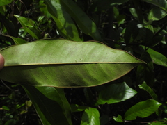 Diospyros guianensis