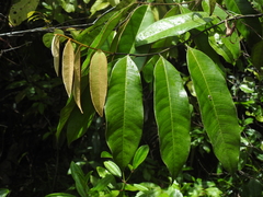Diospyros guianensis