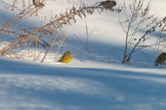 Chloris chloris