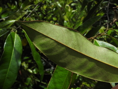 Diospyros guianensis