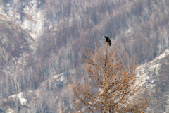 Corvus corone