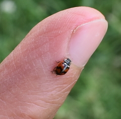 Adalia angulifera