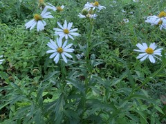 Aster incisus