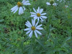 Aster incisus