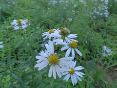 Aster incisus