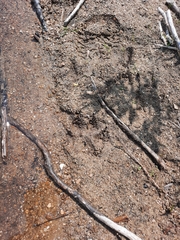 Canis lupus occidentalis