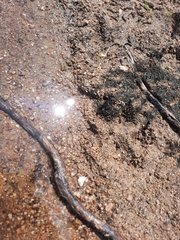 Canis lupus occidentalis