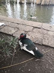 Cairina moschata domestica