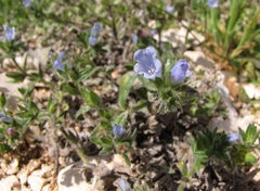 Echium parviflorum
