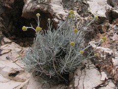 Helichrysum saxatile saxatile