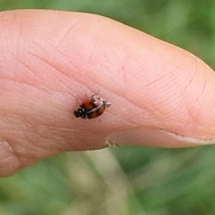 Adalia angulifera
