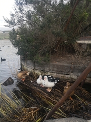 Cairina moschata domestica