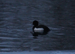 Aythya fuligula
