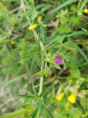 Geranium dissectum